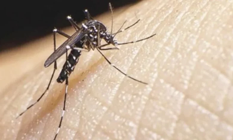 Dengue: consejos para evitar su cría y propagación