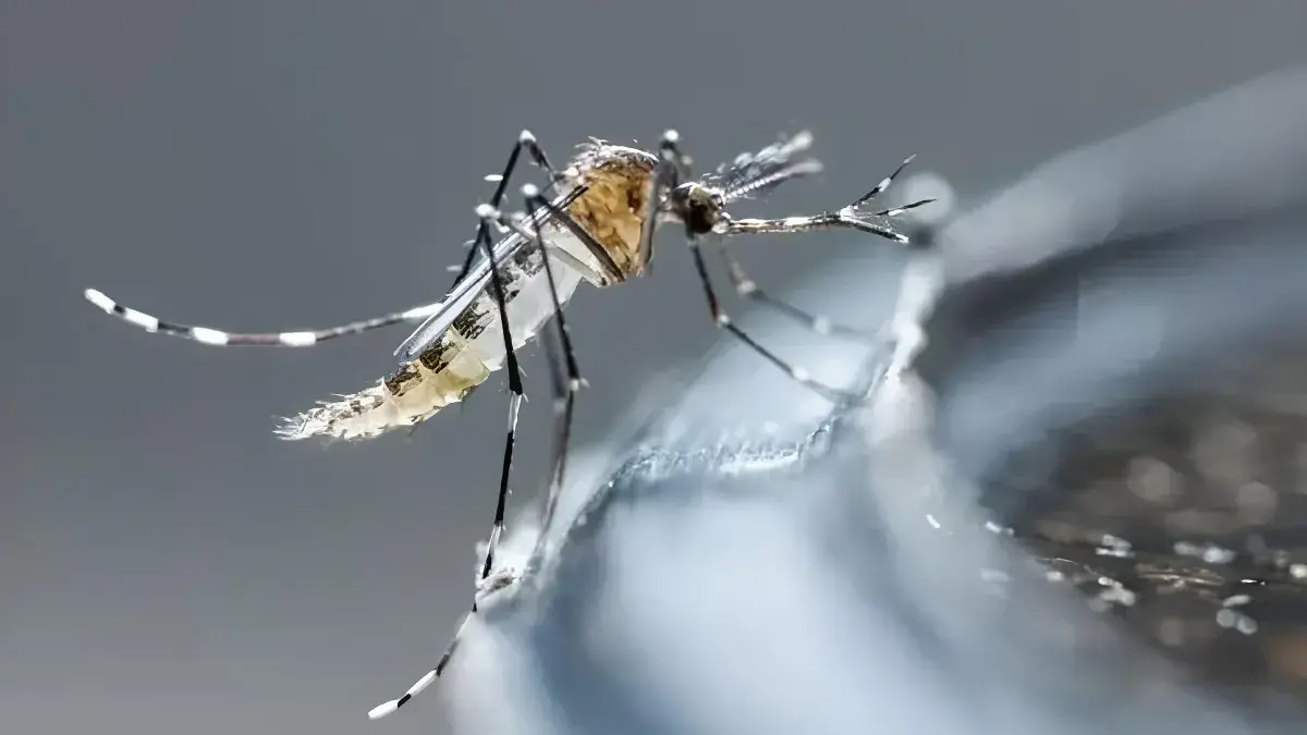 Dengue alcanza pico histórico con más de 71,000 afectados